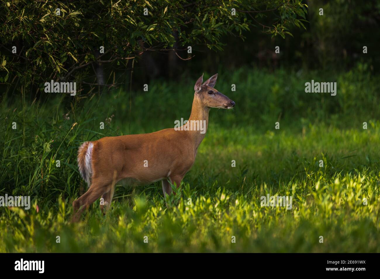 White-tailed doe flaring her tail as she watches something in the distance. Stock Photo