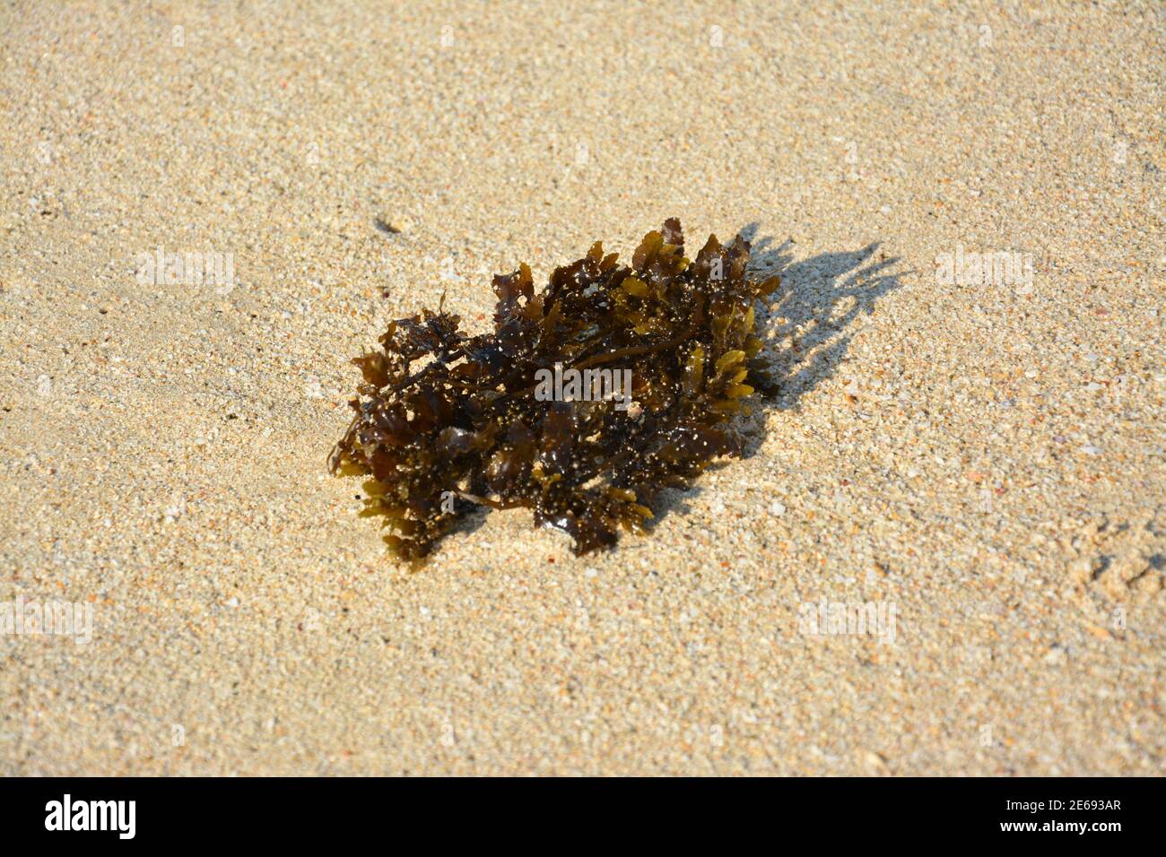 brown wet sea weed on the sand in sunny day Stock Photo