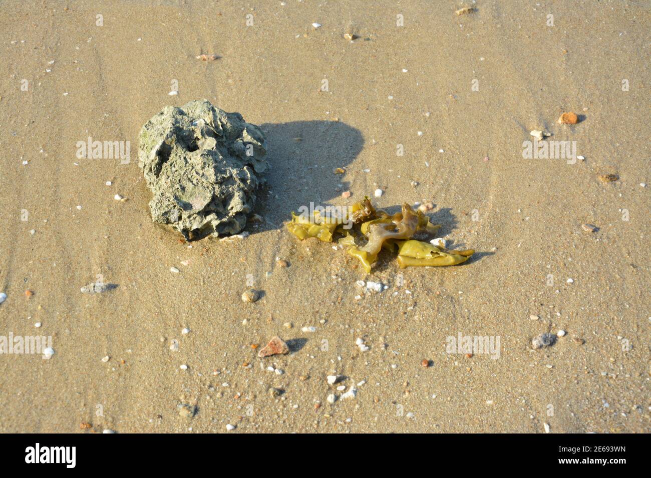 a rock and a seaweed on the yellow sand beach in sunny afternoon Stock Photo