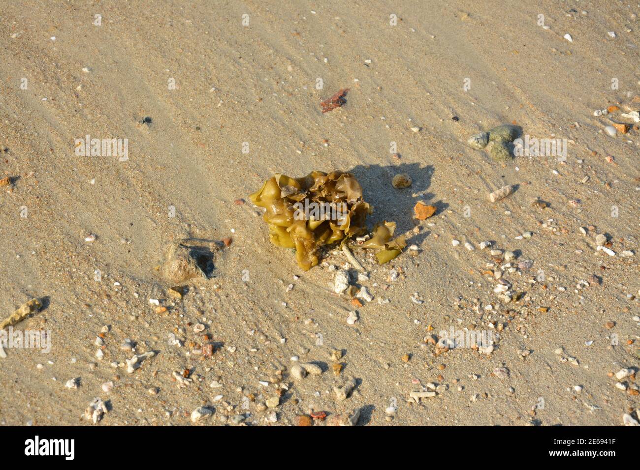 a small sea weed on the yellow sand beach in sunny afternoon Stock Photo
