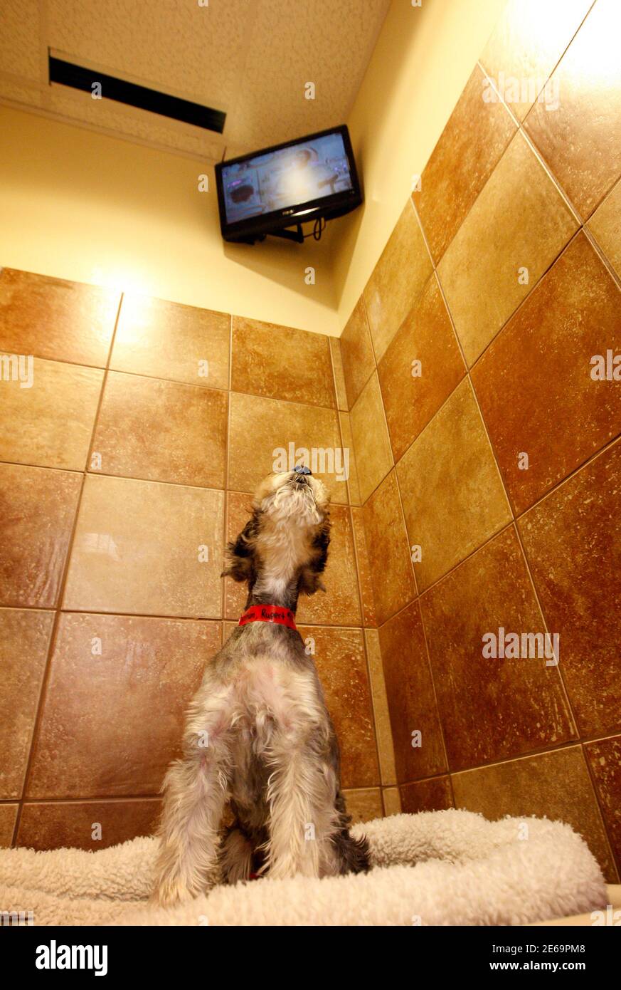 Does Petsmart Keep Dogs Overnight