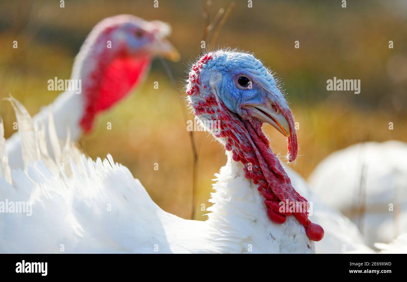 Beltsville Small White Turkeys High Resolution Stock Photography And Images Alamy