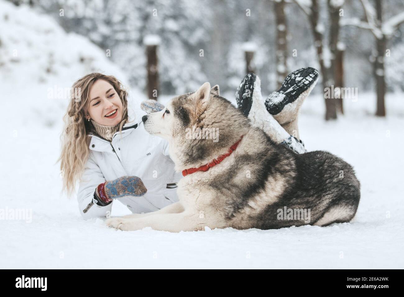 The girl rides on a sled on a sled with Siberian huskies in the winter forest. Pet. Husky. Husky art poster, Husky print, Stock Photo