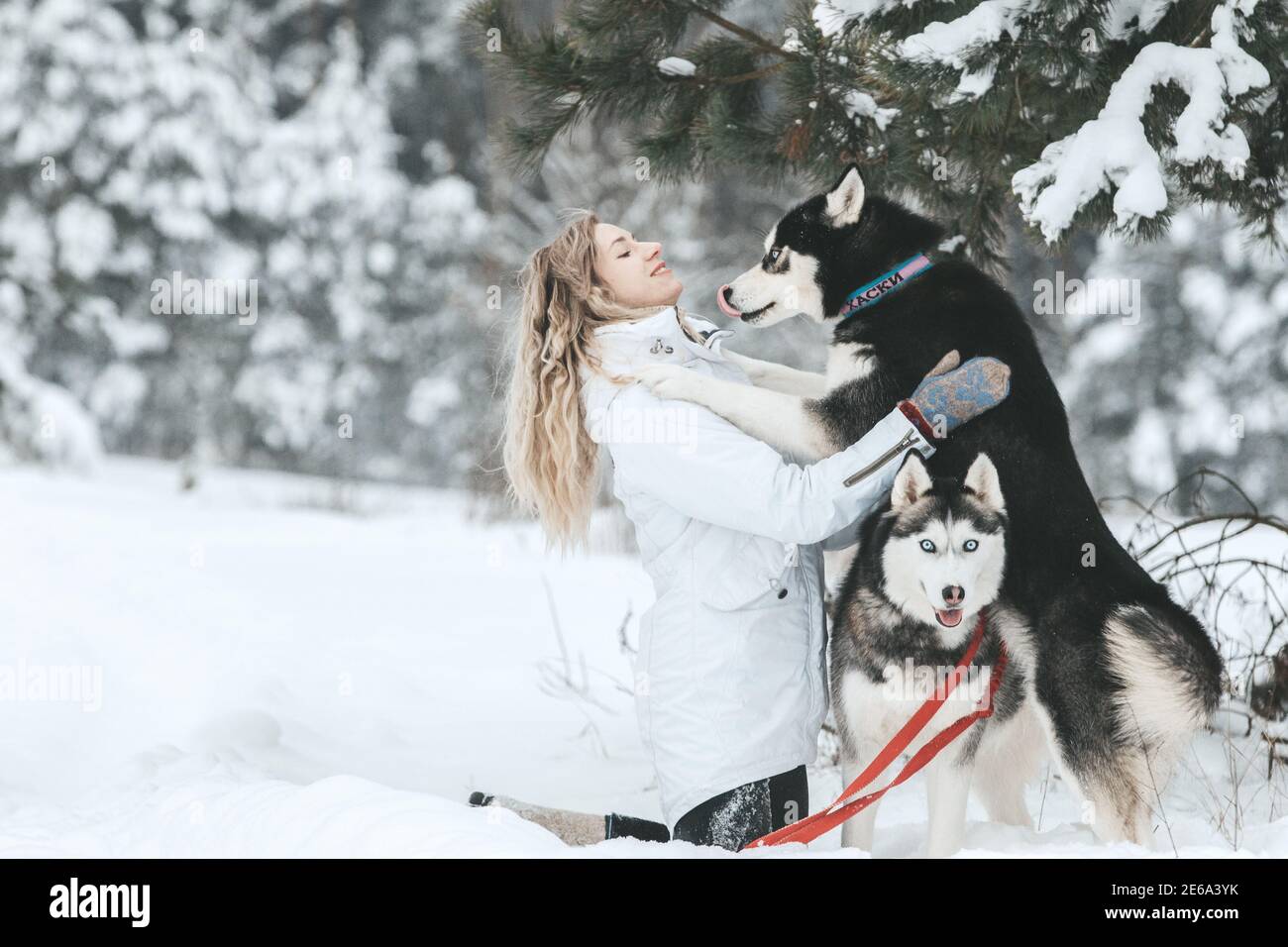 The girl rides on a sled on a sled with Siberian huskies in the winter forest. Pet. Husky. Husky art poster, Husky print, Stock Photo