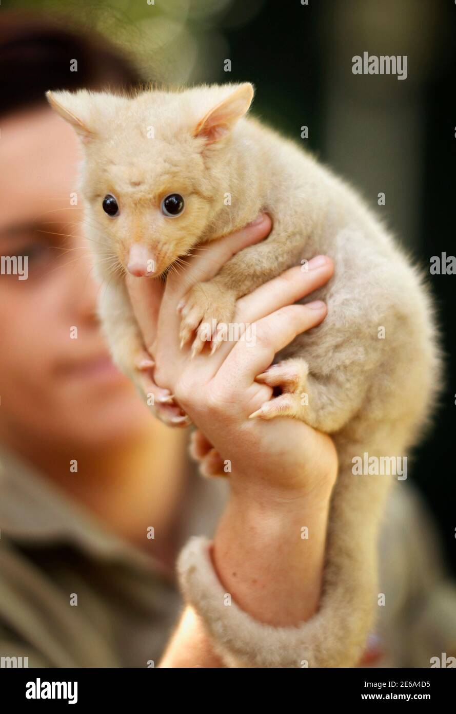 An animal keeper holds a six-month-old Golden Brushtail Possum at Wildlife  Sydney animal park March 7, 2012. Although rare, the Golden Brushtail  Possum is still found in the wild in areas of