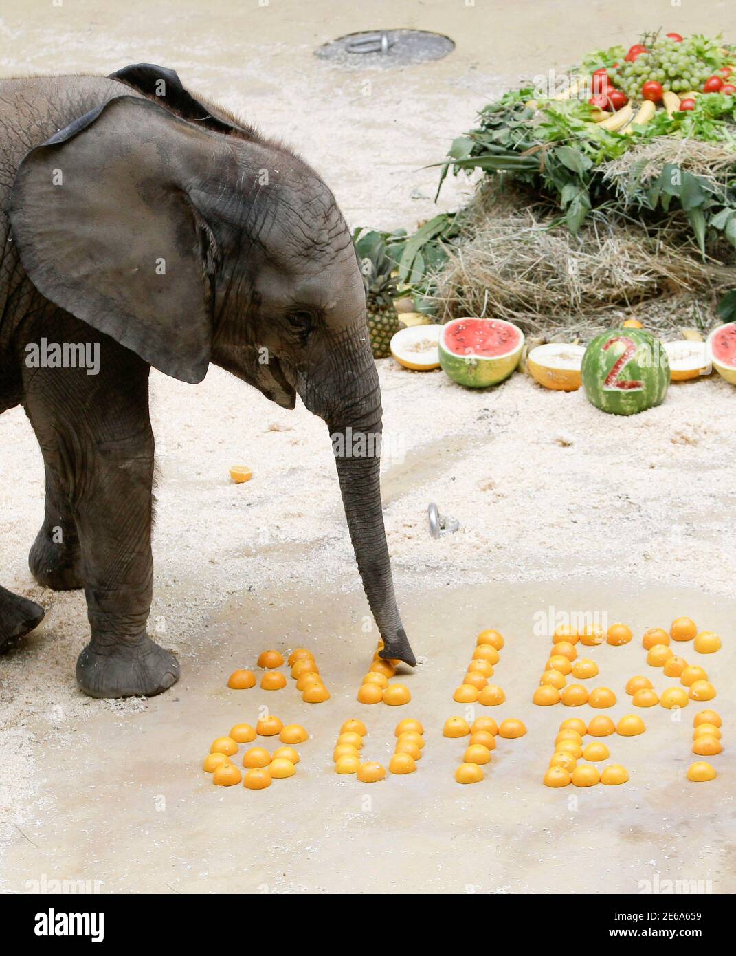 African elephant calf Tuluba looks at vegetables formed as a cake on its second birthday at its enclosure in Schoenbrunn Zoo, Vienna August 6, 2012. 'Alles Gute' reads 'All the Best'. REUTERS/Leonhard Foeger  (AUSTRIA - Tags: ANIMALS) Stock Photo