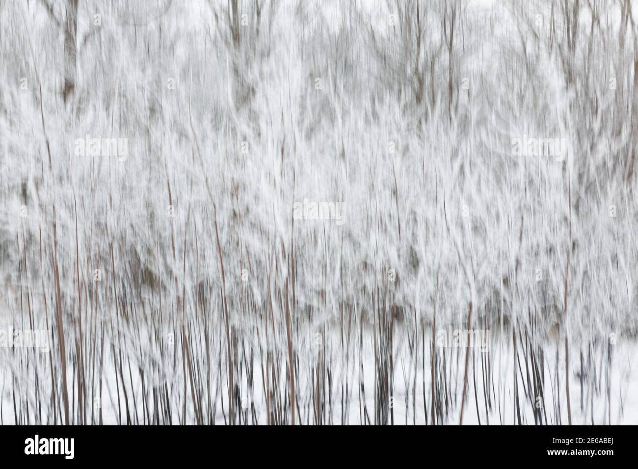 Strand of trees hires stock photography and images Alamy