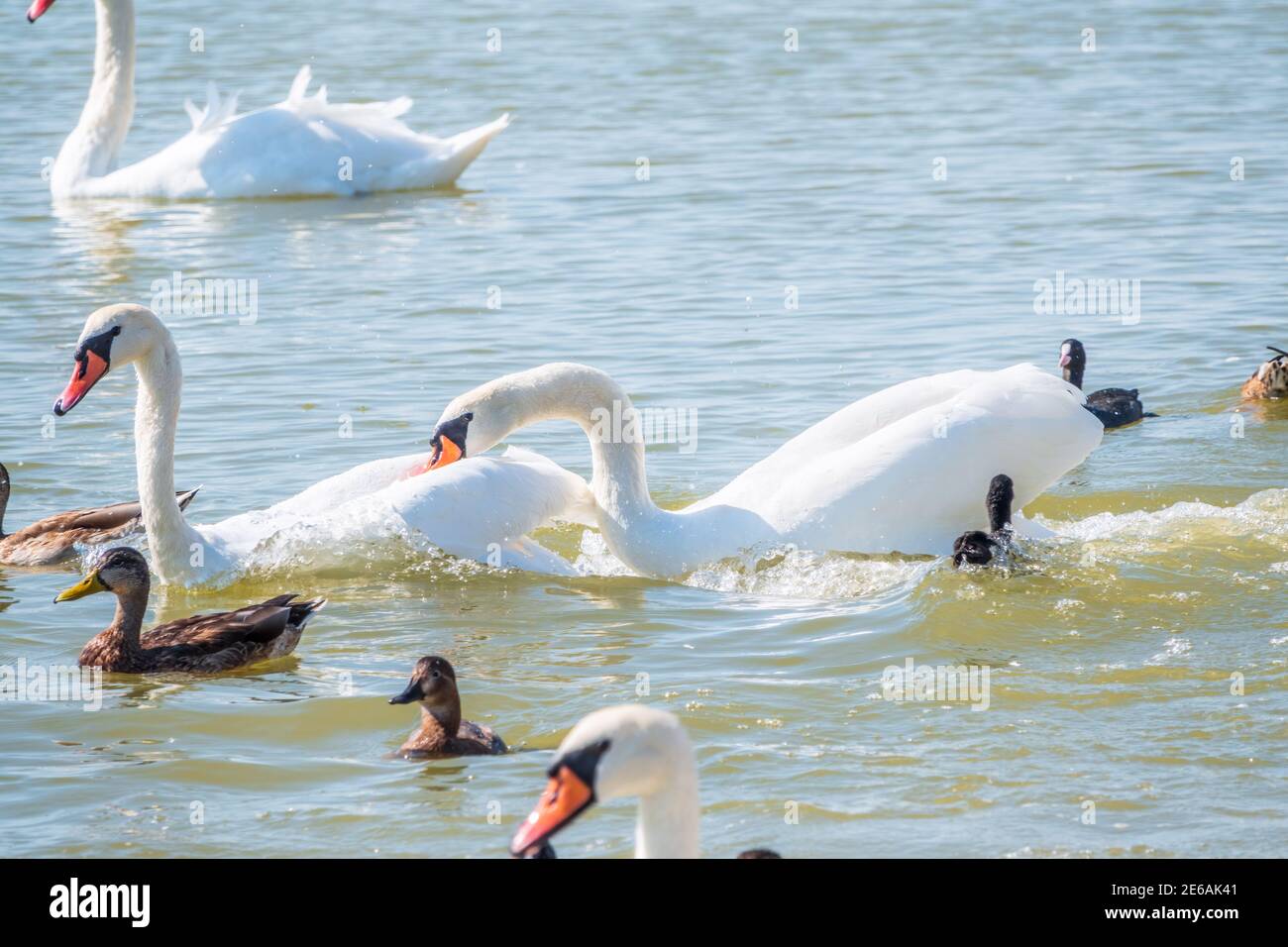 Two adult Mute Swan fighting , chasing each other in the water. One