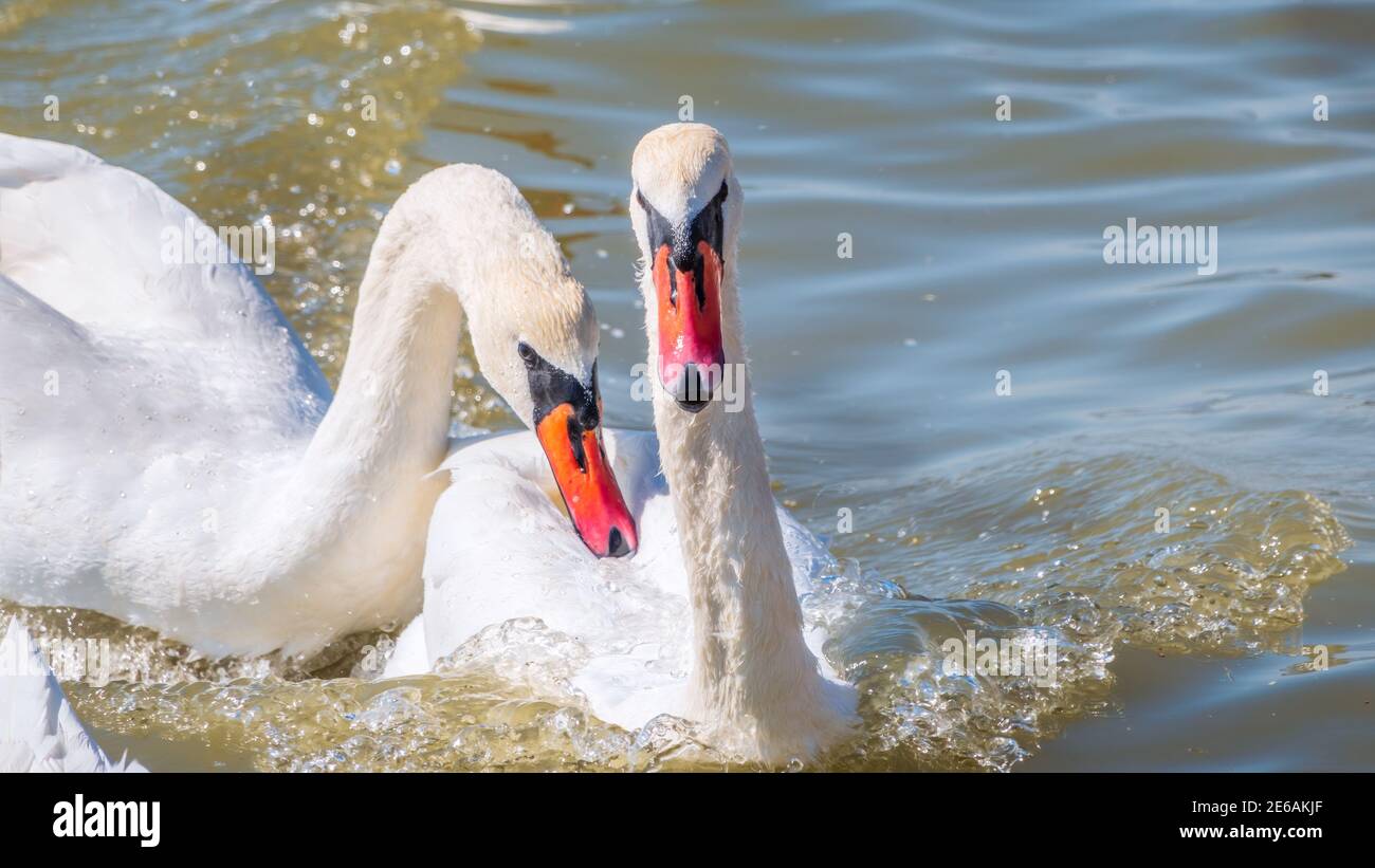 Two adult Mute Swan fighting , chasing each other in the water. One