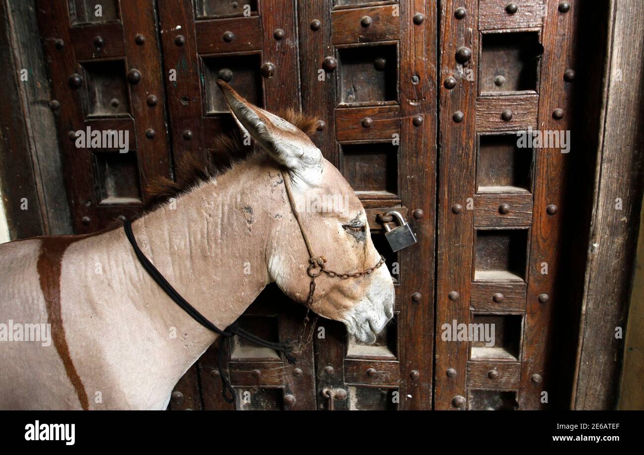 A donkey is tied to a locked traditional wooden door in Kenya's coastal town of Lamu, June 19, 2014. Kenya's security forces have shot dead five people suspected of involvement in attacks on the coast this week that killed about 65 people, the Interior Ministry said on Thursday. REUTERS/Thomas Mukoya (KENYA - Tags: SOCIETY CIVIL UNREST CRIME LAW ANIMALS) Stock Photo