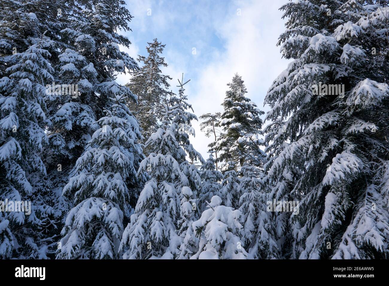 Low angle shot of big trees with the branches covered with snow Stock ...