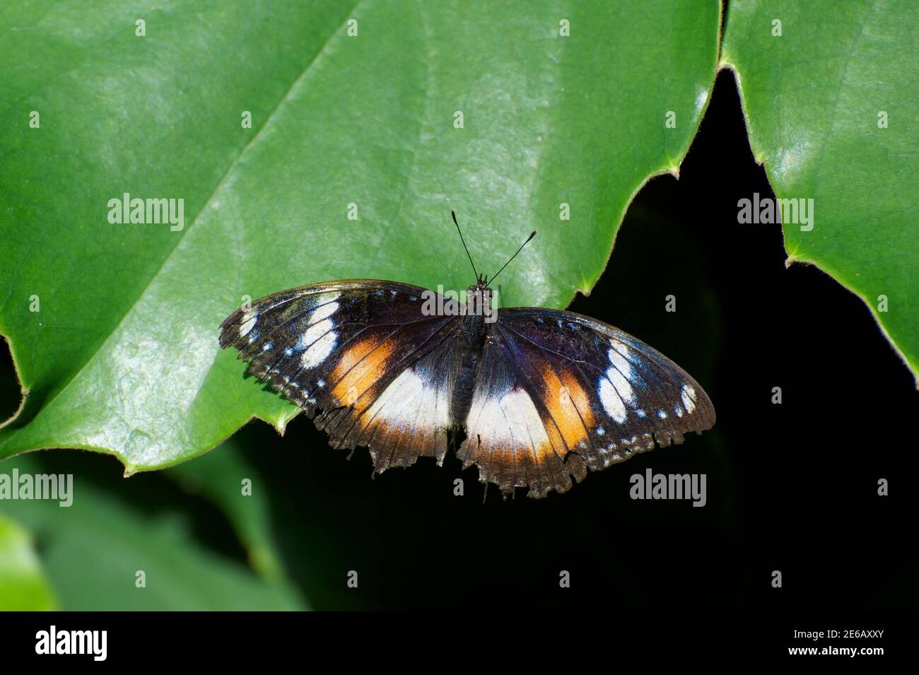 A common Eggfly Butterfly (Hypolimnas Bolina) rests on a leaf - hopefully laying eggs. This is a female, which are quite variable in colour. Stock Photo