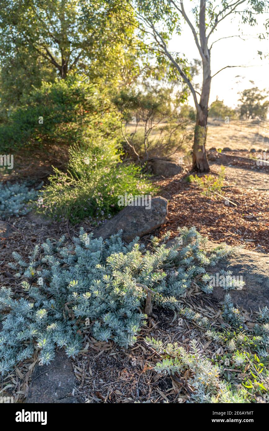 Native Australian shrubs in a Landscaped Australian Native Plant Garden Stock Photo