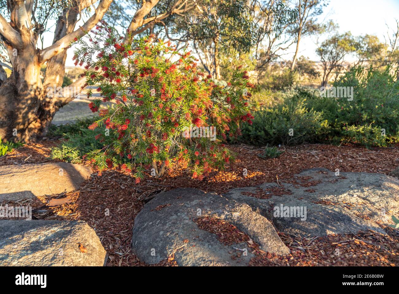 Callistemon, Bottlebrush shrubs in a Landscaped Australian Native Plant Garden Stock Photo