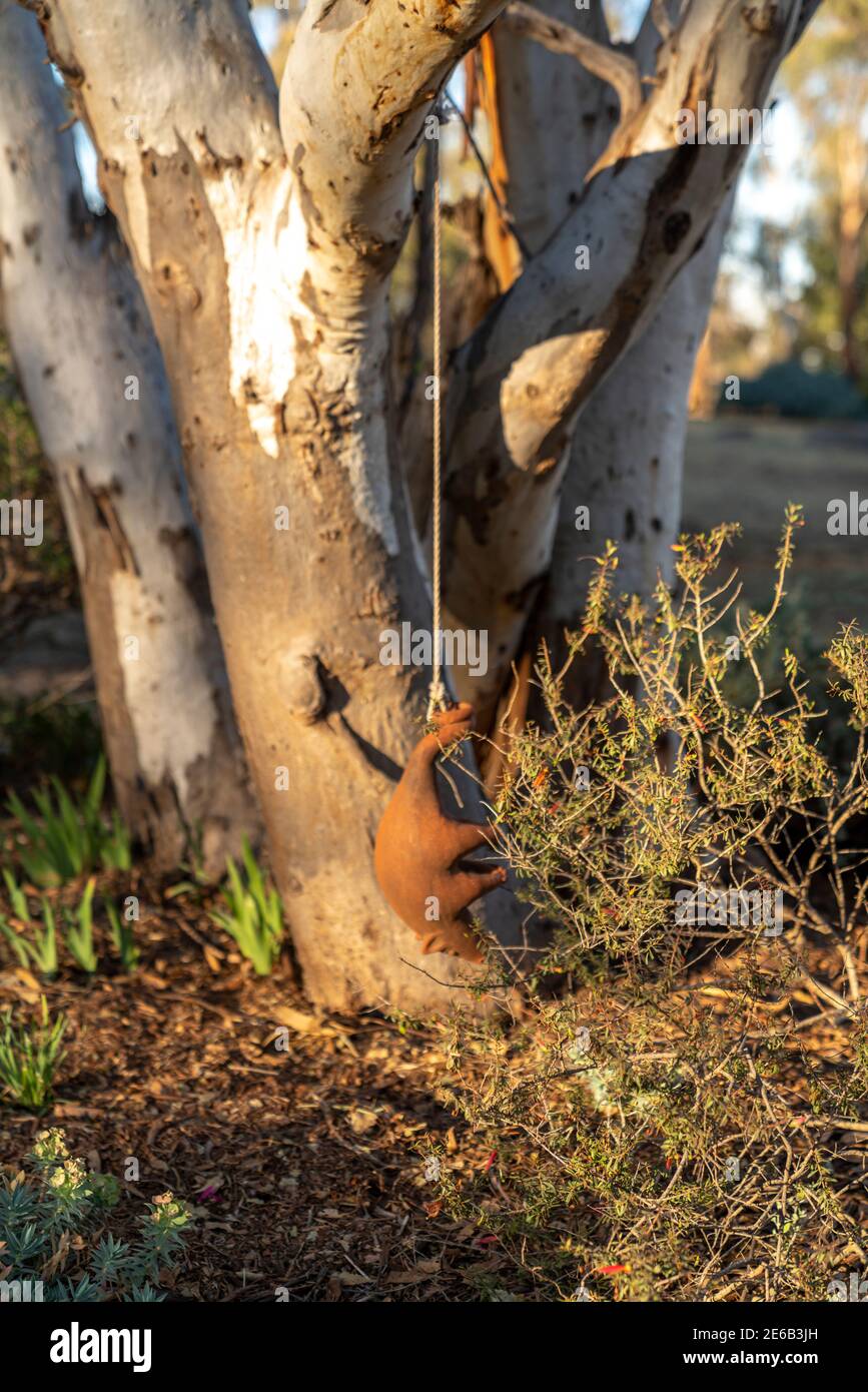 A garden art pig hangs by a rope from a Eucalyptus tree in a Landscaped Australian Native Plant Garden Stock Photo