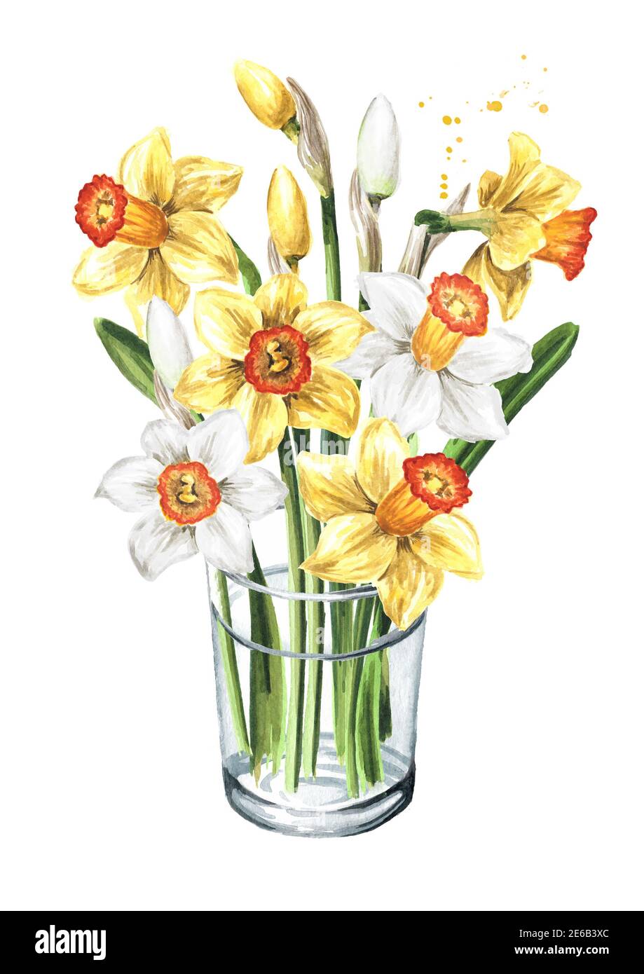Bouquet in the glass vase of spring Narcissus flowers. Hand drawn watercolor  illustration, isolated on white background Stock Photo - Alamy