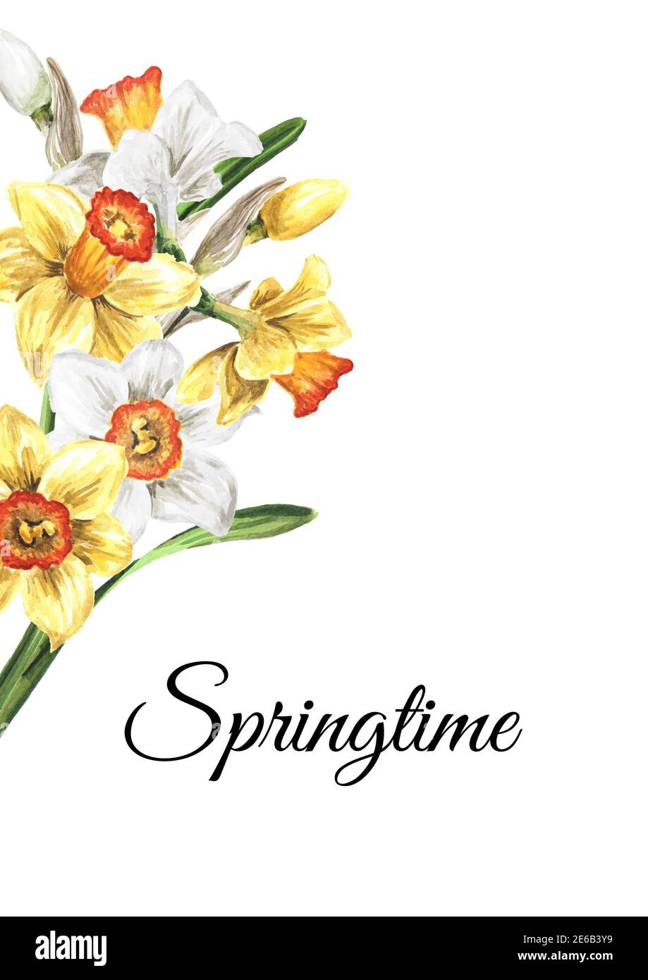 Springtime card. Spring Narcissus flowers. Hand drawn watercolor ...