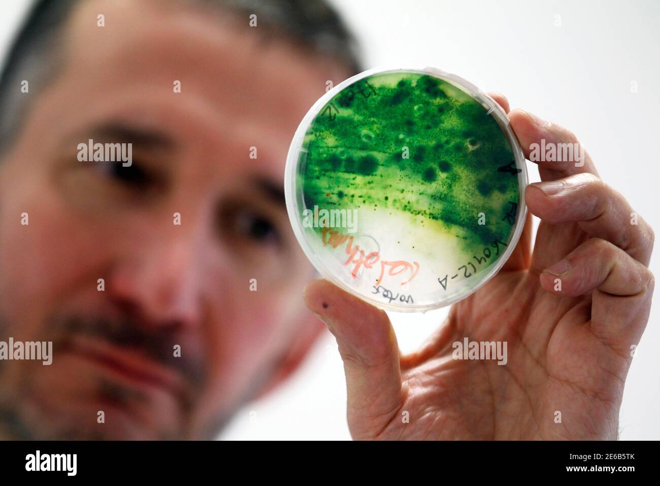 Pierre Calleja, manager of French firm Fermentalg, specializing in  ichthyology, checks microalgae bred in his laboratory in Libourne,  southwestern France, December 11, 2012. Calleja announced to have  successfully tested a third generation