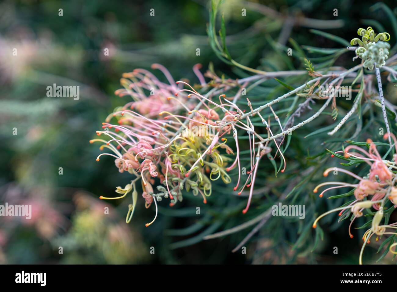 Native Australian grevillea shrubs in a Landscaped Australian Native Plant Garden Stock Photo