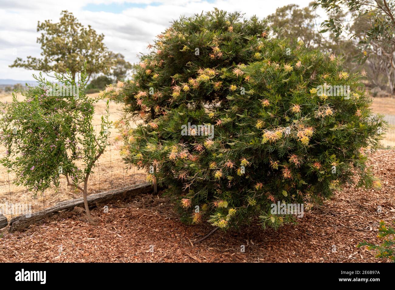 Native Australian grevillea shrubs in a Landscaped Australian Native Plant Garden Stock Photo