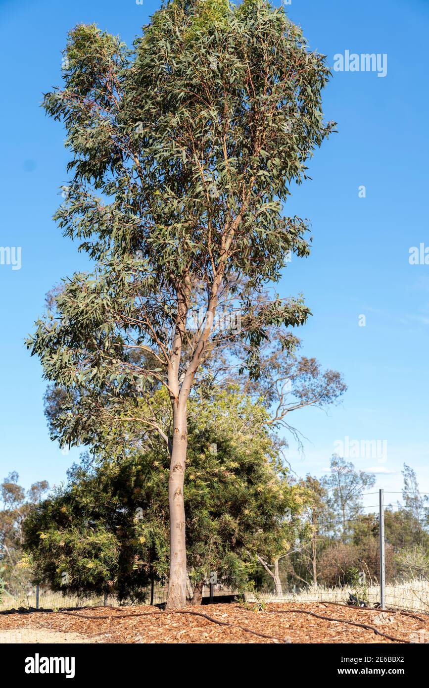 Eucalyptus tree in a Landscaped Australian Native Plant Garden Stock Photo