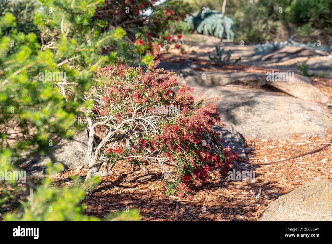 Callistemon, Bottlebrush shrubs in a Landscaped Australian Native Plant Garden Stock Photo