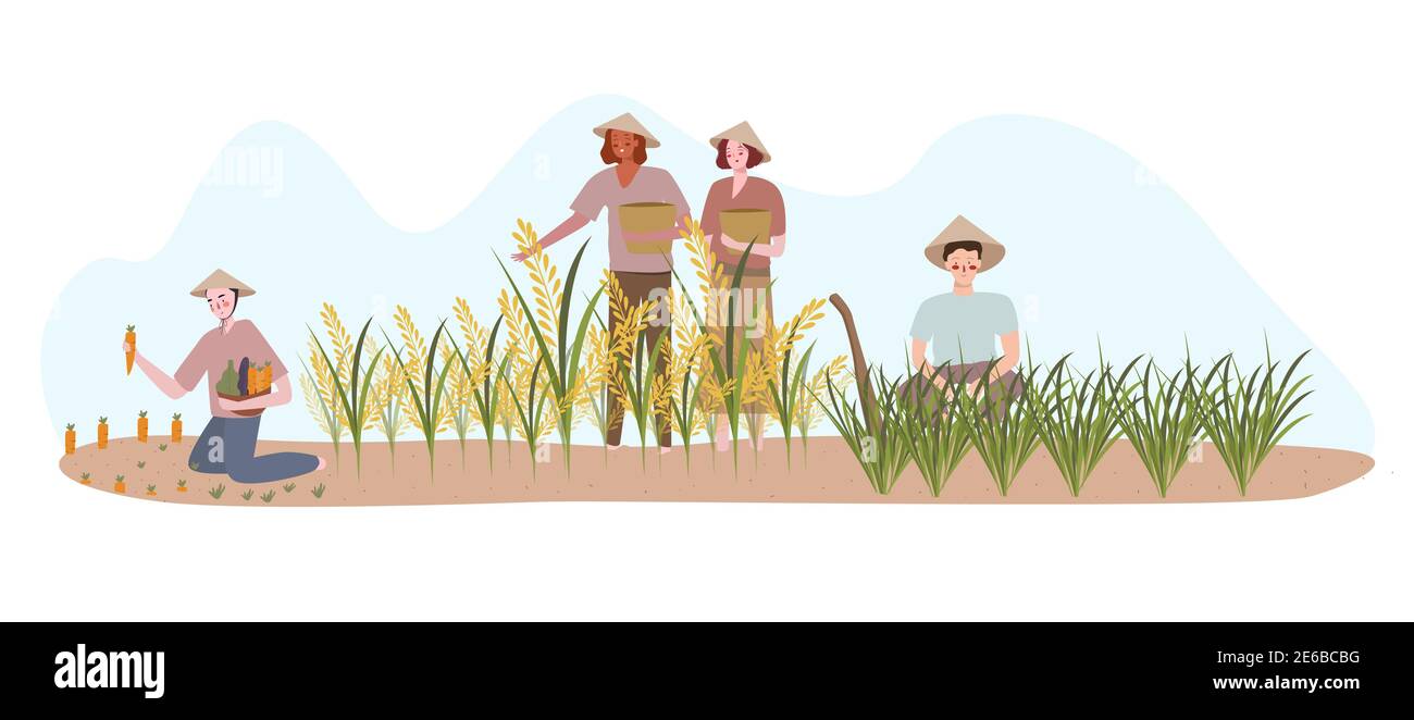 farmers planting on rice field fertilizer harvest with flat cartoon style Stock Vector
