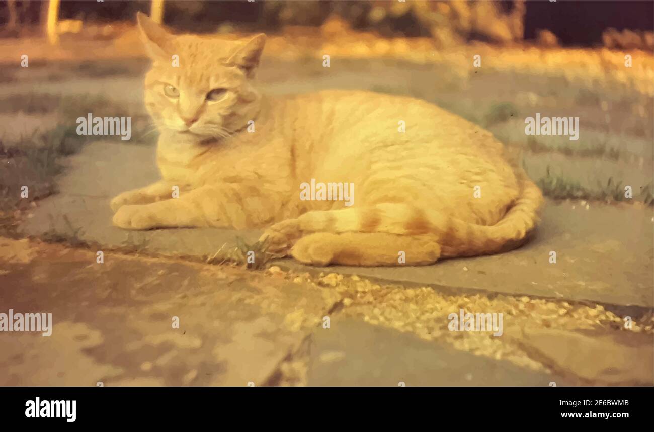 Mature orange tabby cat relaxing outdoors. Stock Vector
