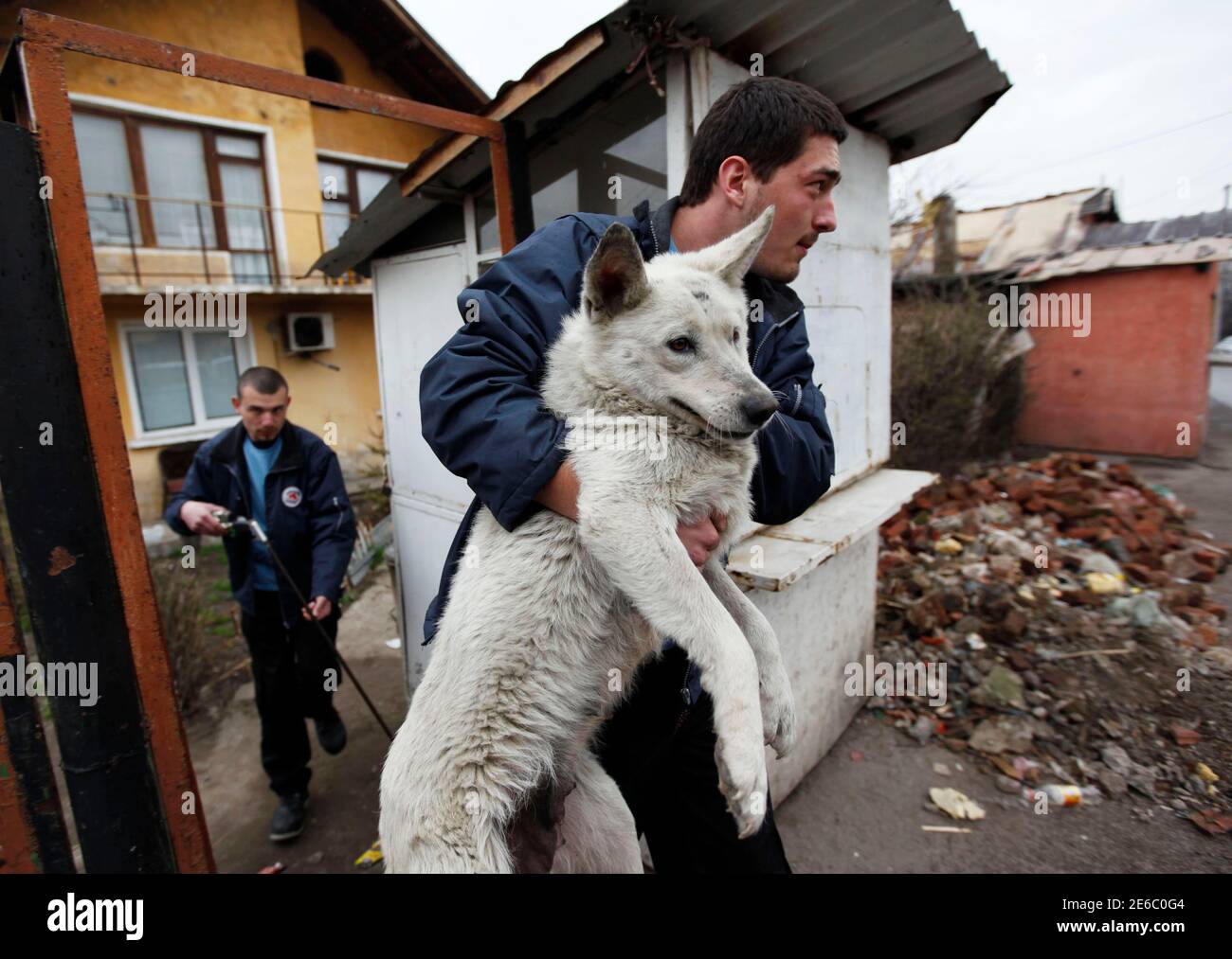 Two workers from the "Four Paws" organization collect a stray dog at a