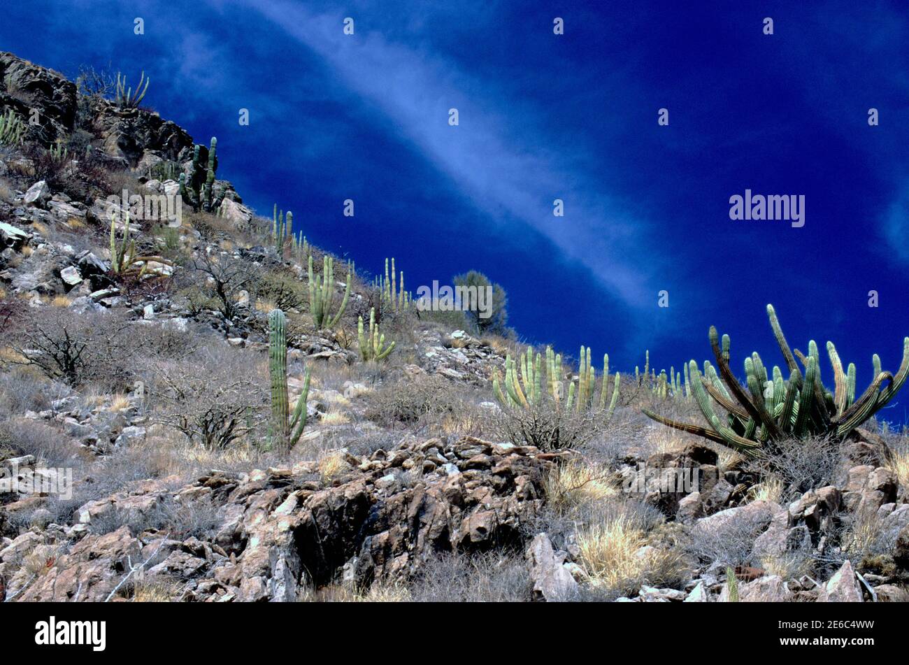 Southern Sonoran Desert landscape, San Cosme Island, Baja California Sur, Mexico Stock Photo
