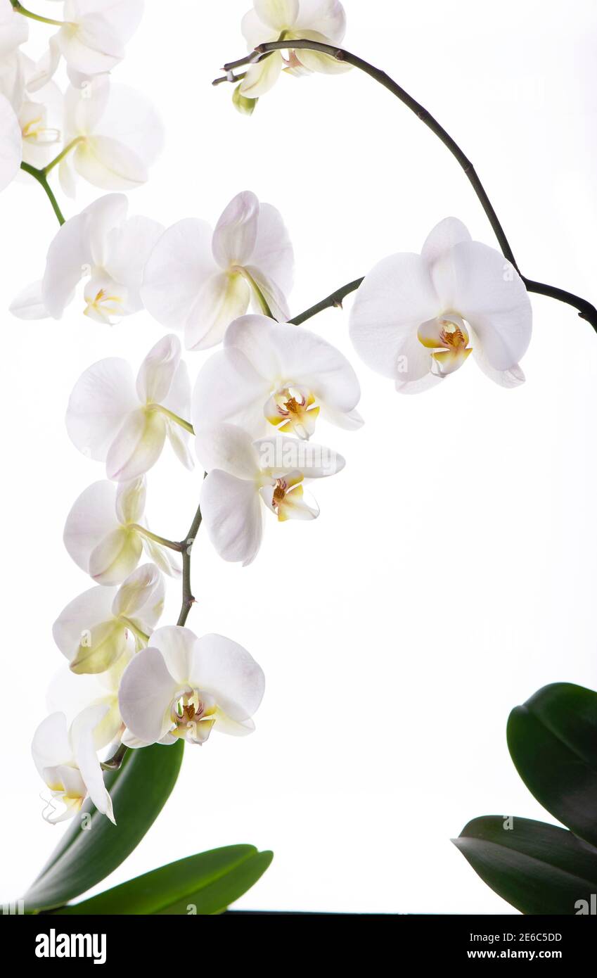 Branch with beautiful tropical orchid flowers on white background Stock ...