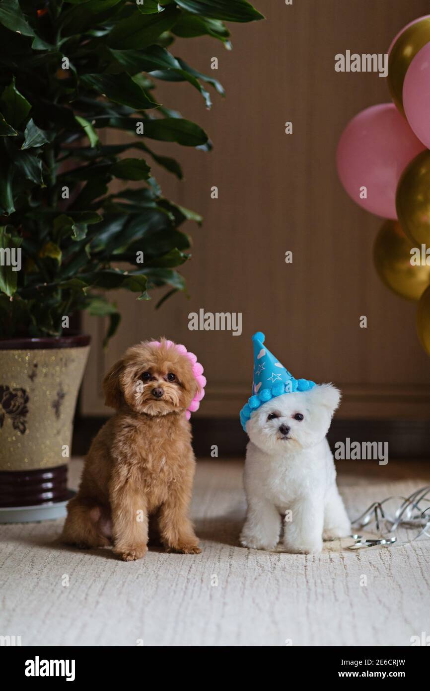 Teacup poodle hi-res stock photography and images - Alamy