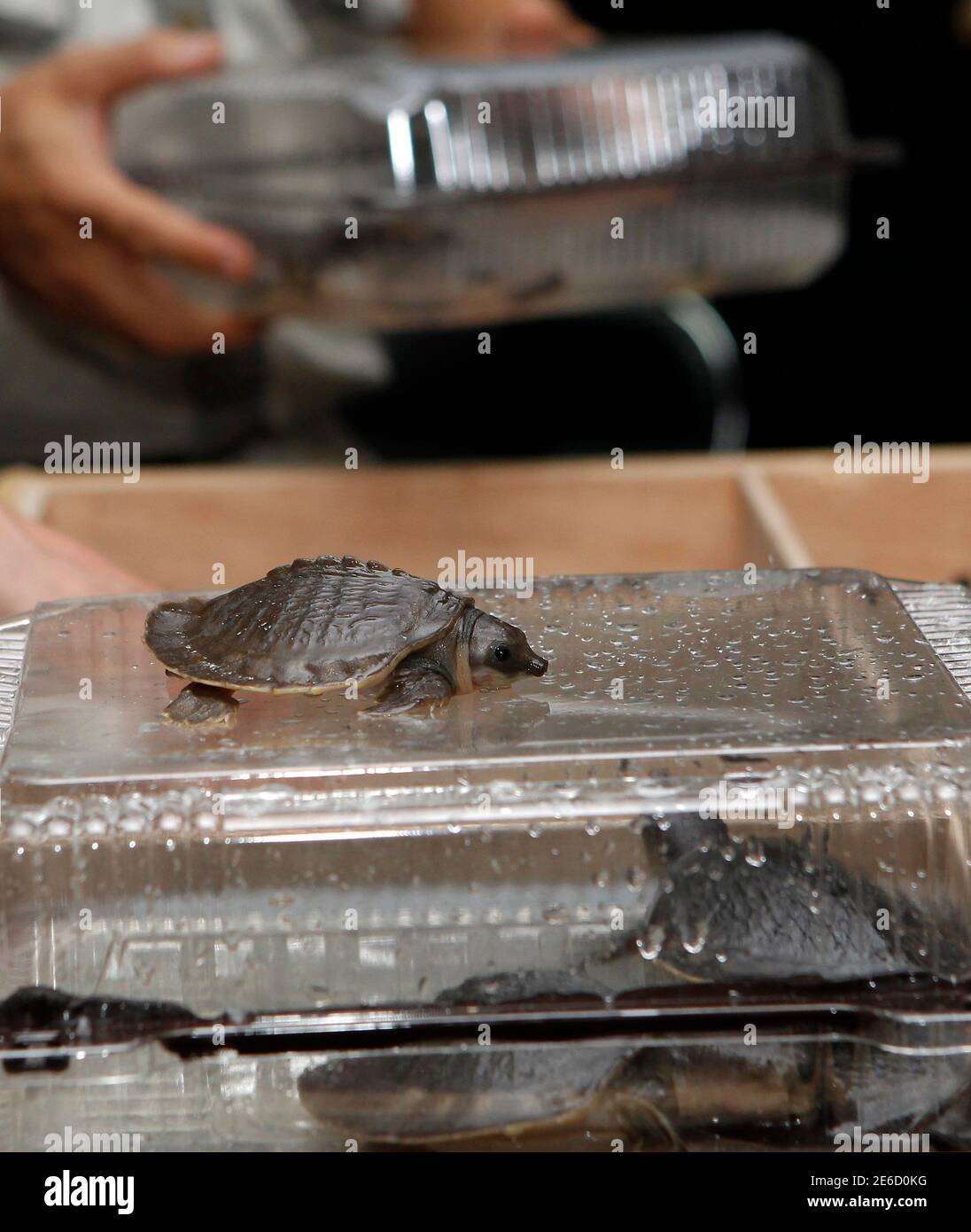 Papuan Carettochelys Insculpta Turtles Are Displayed To The Media Upon Their Arrival At Indonesia S Custom Office At The Sukarno Hatta Airport On The Outskirt Of Jakarta October 5 2011 Cites Hong Kong Management