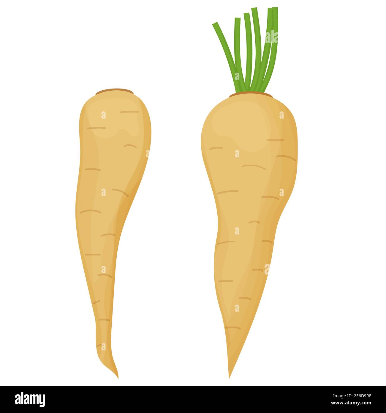 Set parsnip vegetable, root of horseradish colorful in cartoon style, greengrocer ingredient isolated on white background. Product raw and fresh, whole object. Vector illustration Stock Vector