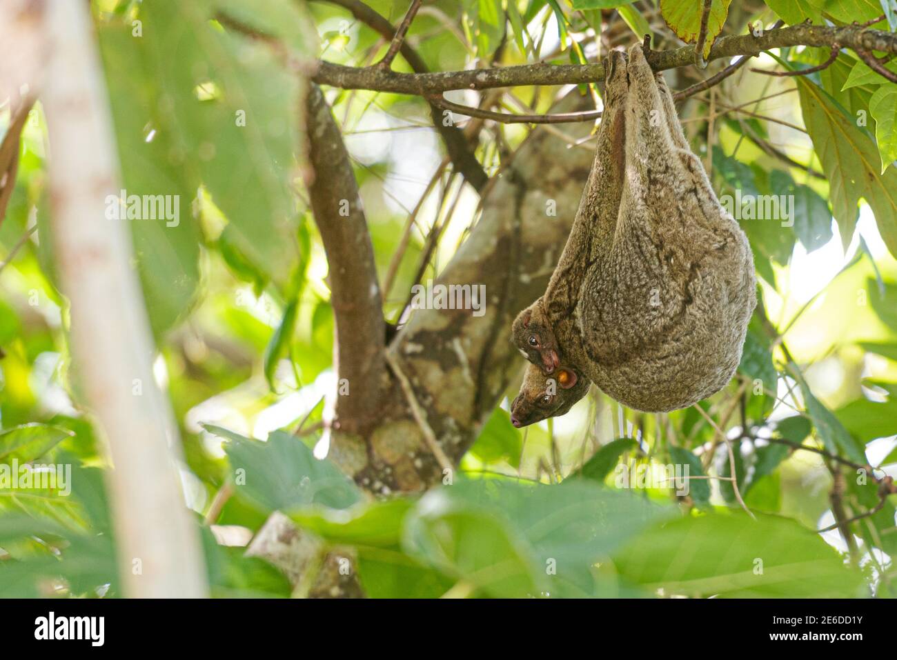 Philippine Colugo or Kagwang, Cynocephalus volans, or Philippine Flying Lemur hanging from a tree with his breed Stock Photo