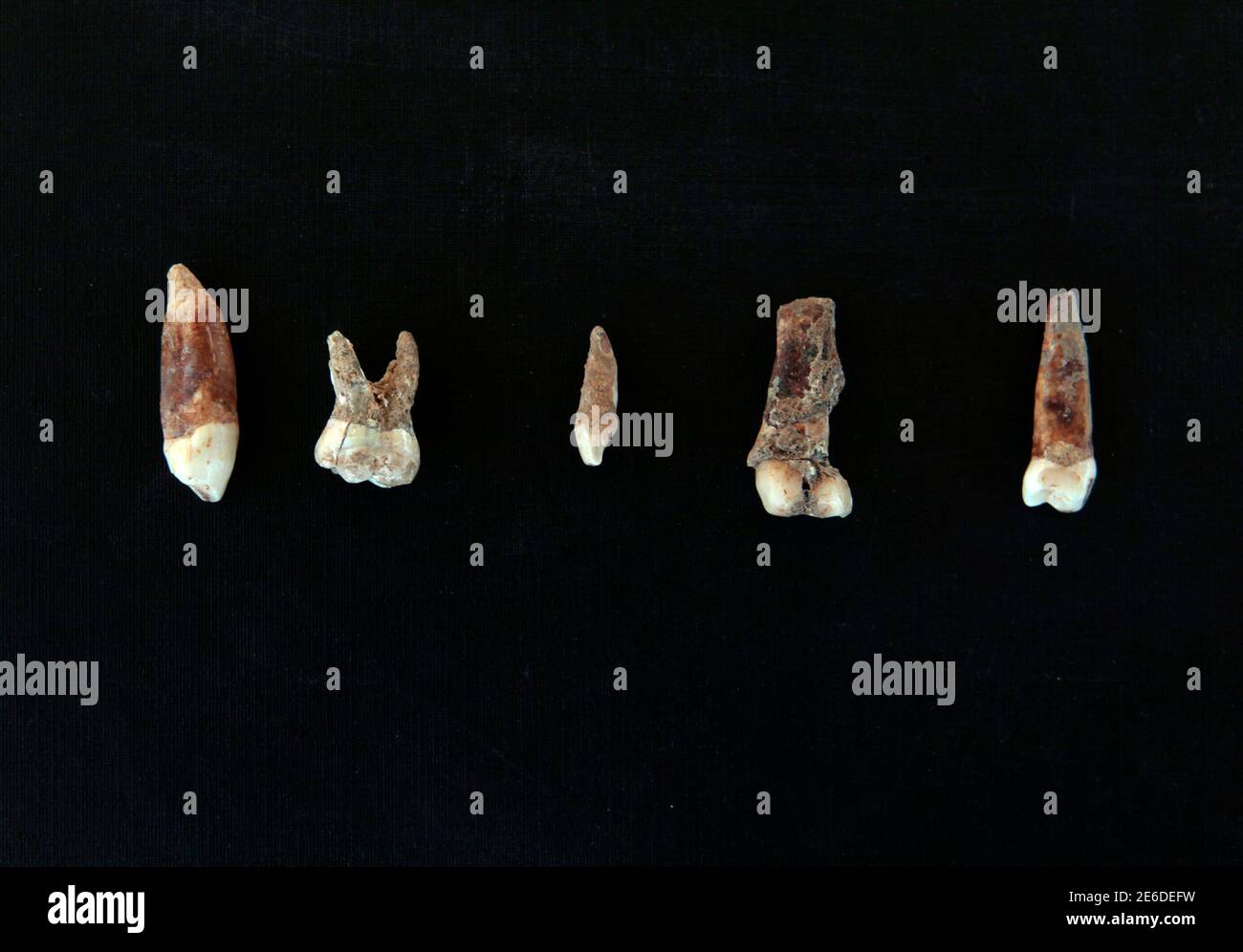 Pre-historic teeth are displayed at Qesem cave, an excavation site near the town of Rosh Ha'ayin, east of Tel Aviv December 27, 2010. A group of international and Israeli researchers have discovered pre-historic artefacts and human remains at the site that may prove the earliest existence of modern man was about 400,000 years ago. If proven, it would change the currently accepted perception that modern man originated on the African continent about 200,000 years ago. REUTERS/Baz Ratner (ISRAEL - Tags: SOCIETY SCI TECH) Stock Photo