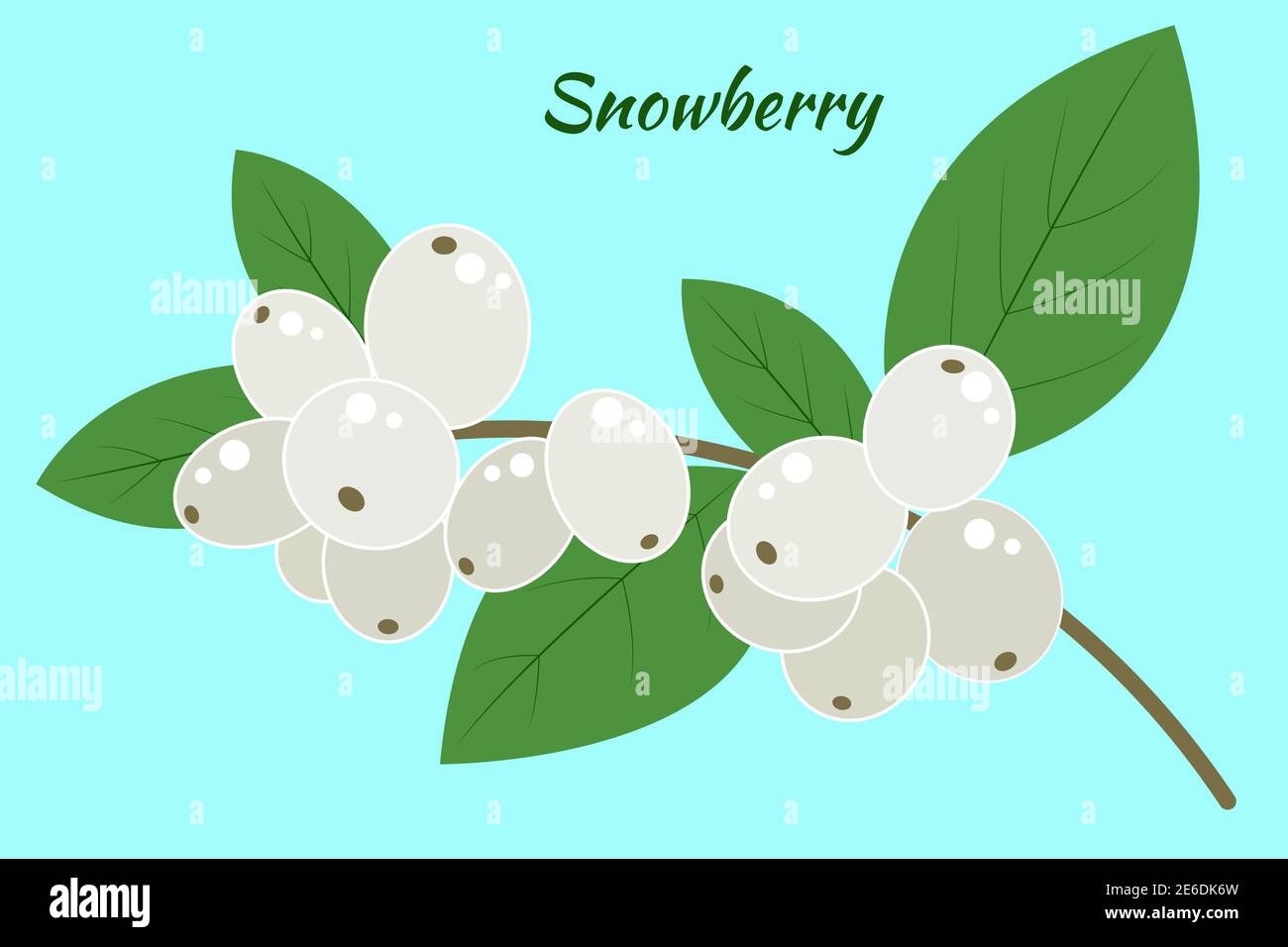 A branch of a snow berry on a blue background. Symphoricarpos with leaves, vector. Isolated object. Stock Vector