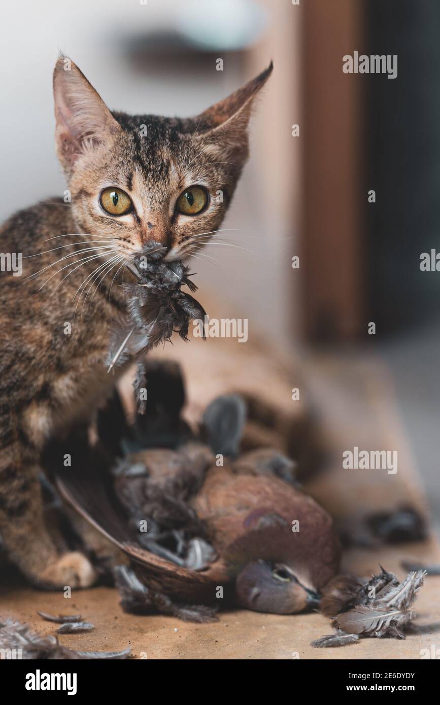 cat eating feathers