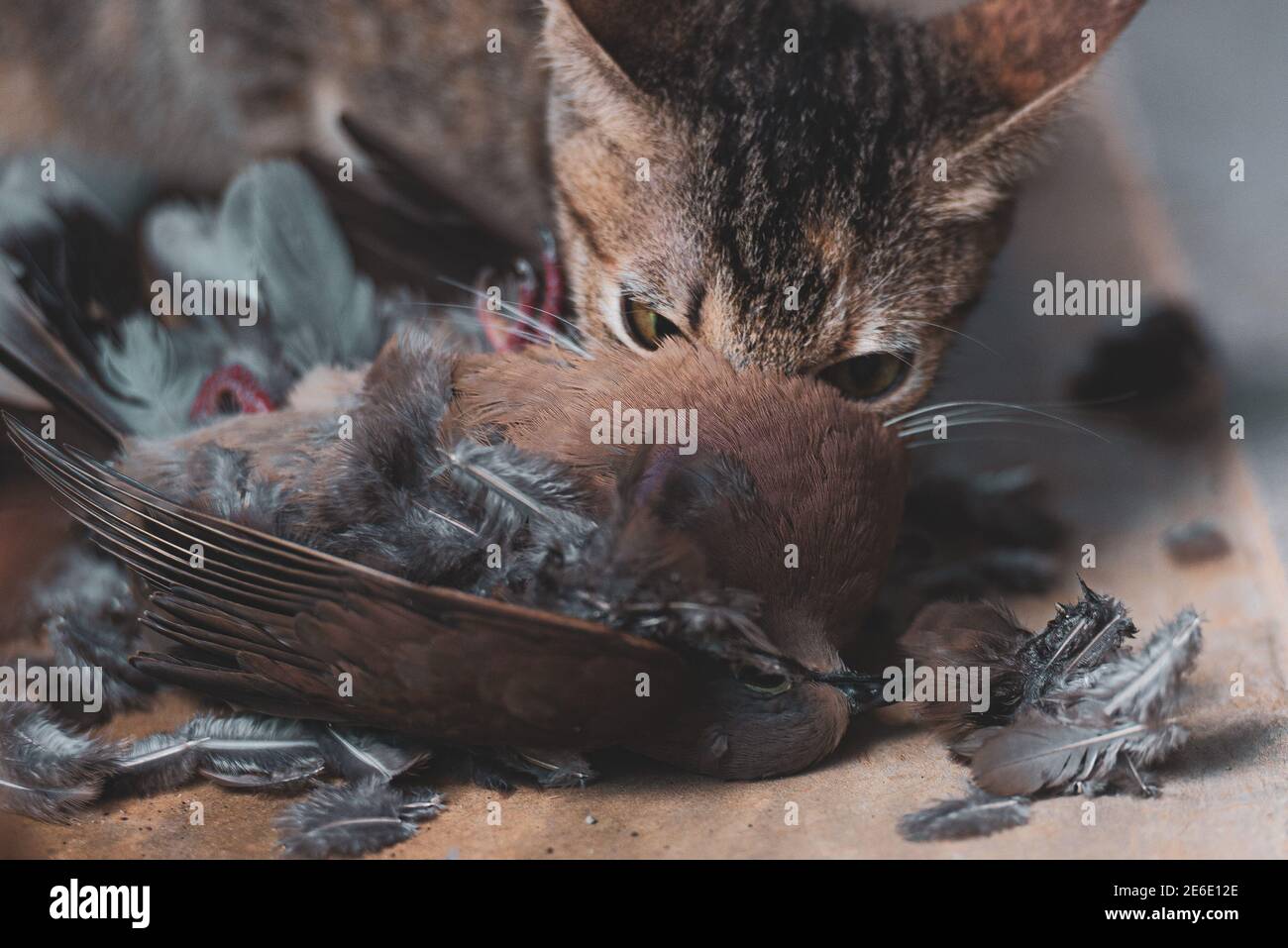 cat eating bird clipart backgrounds
