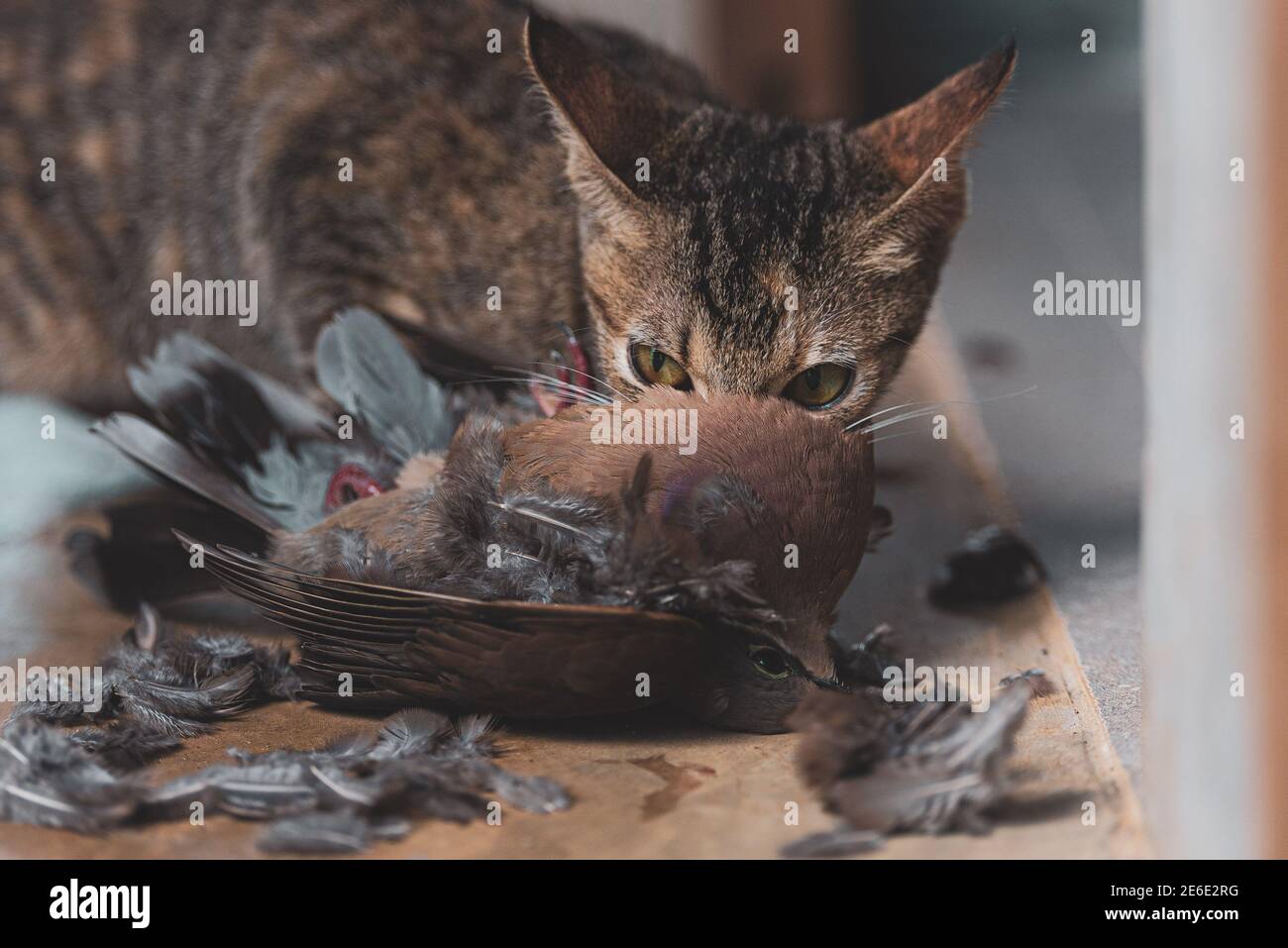 Cat eating bird hires stock photography and images Alamy Cat eating bird hires stock photography and images Alamy