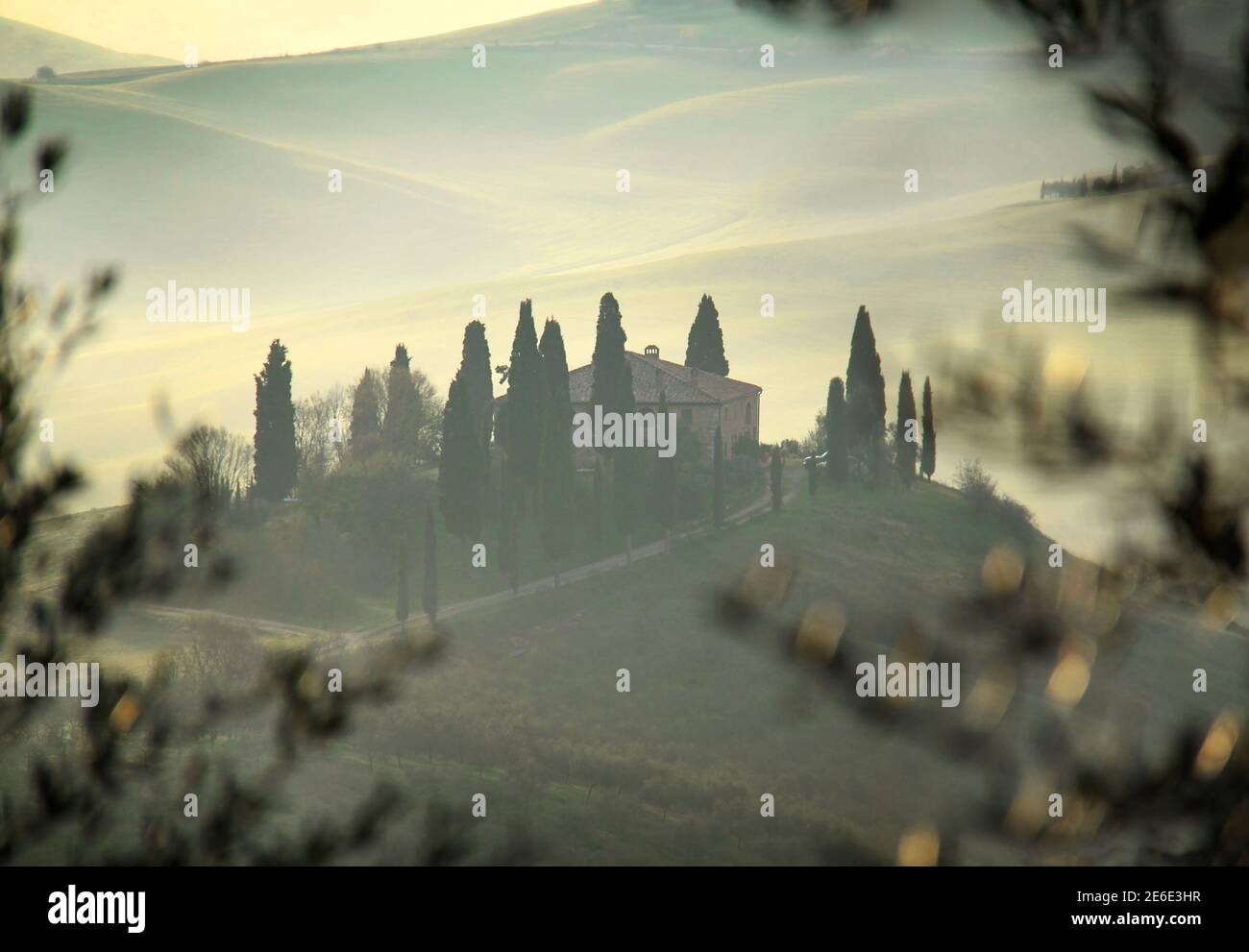 A rural farmhouse in Tuscany through an olive tree branches Stock Photo