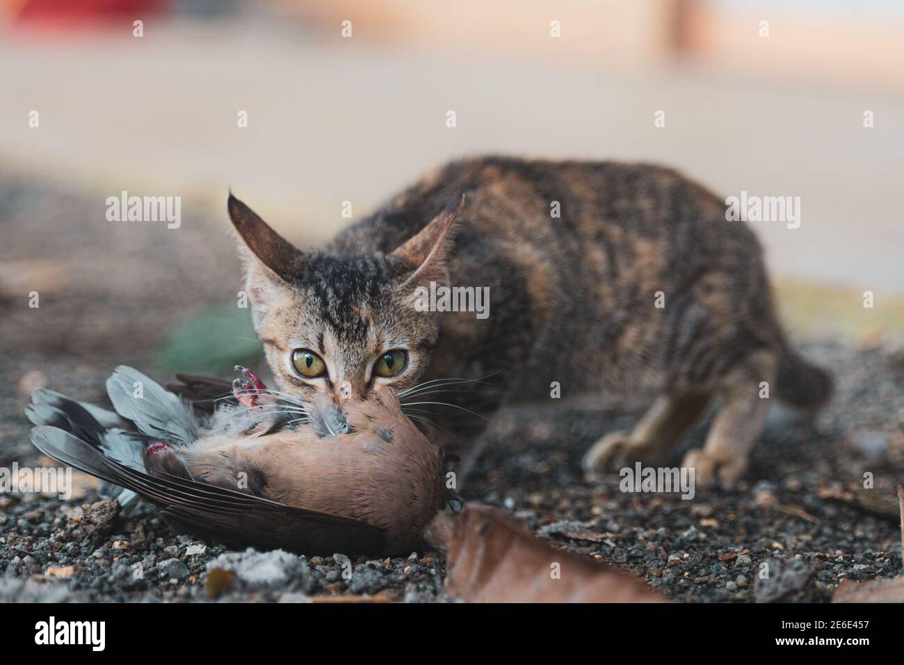 Cat eating bird hires stock photography and images Alamy