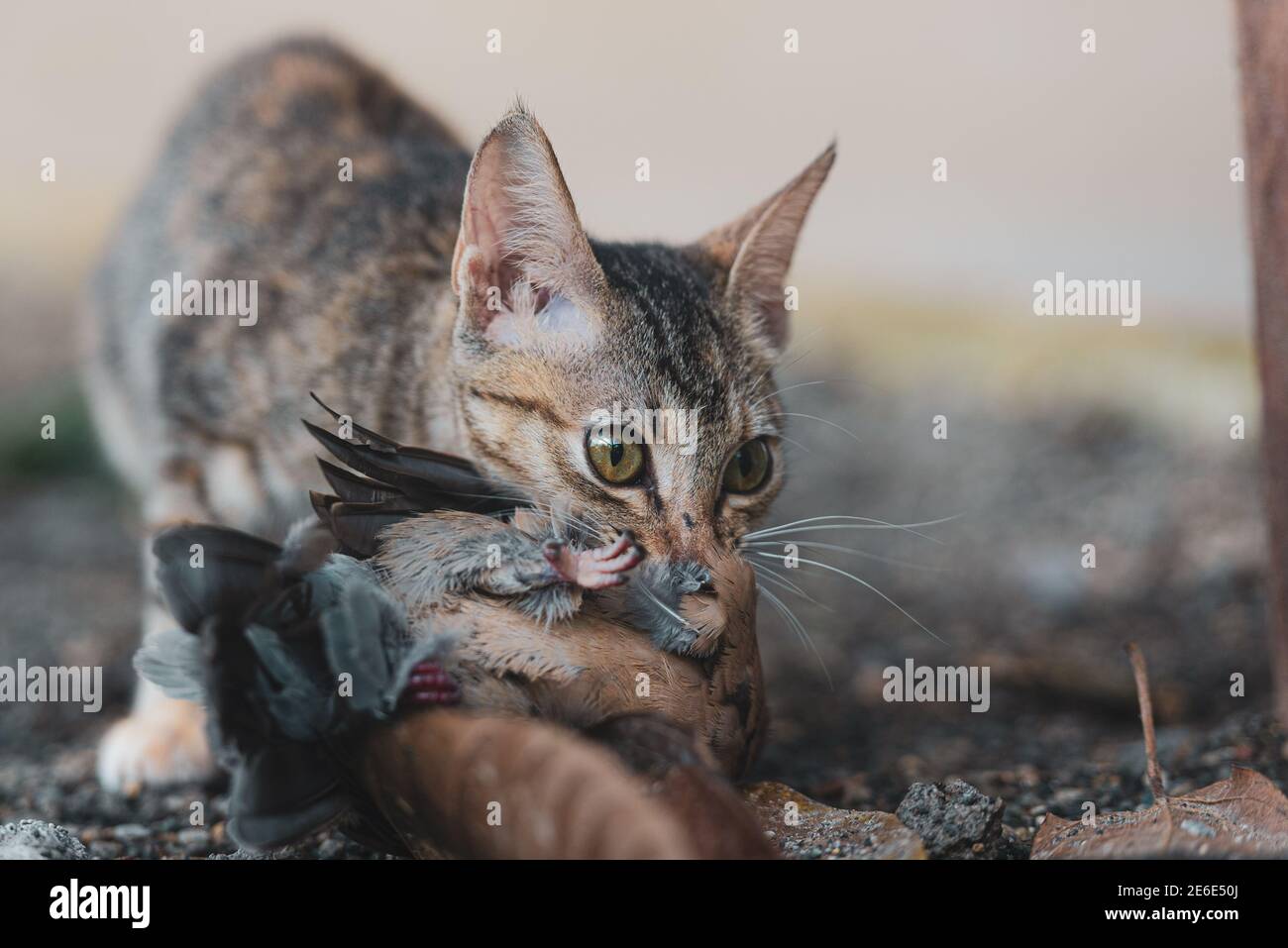 Hunter_home hires stock photography and images Alamy