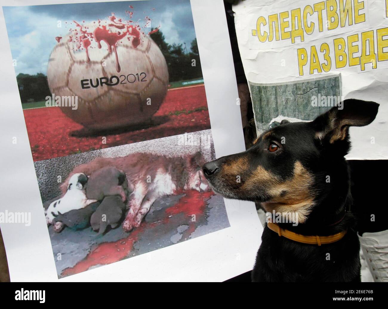 A dog sits beside a poster during a protest by animal rights campaigners against plans to put stray dogs to death as part of efforts to prepare Ukrainian cities for the EURO A dog sits beside a poster during a protest by animal rights campaigners against plans to put stray dogs to death as part of efforts to prepare Ukrainian cities for the EURO