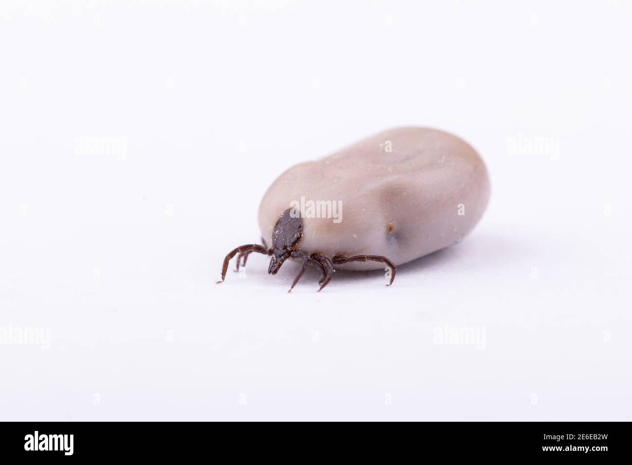 Tick (Ixodes ricinus) filled with blood isolated on white. Danger insect can transmit both bacterial and viral pathogens such as the causative agents Stock Photo