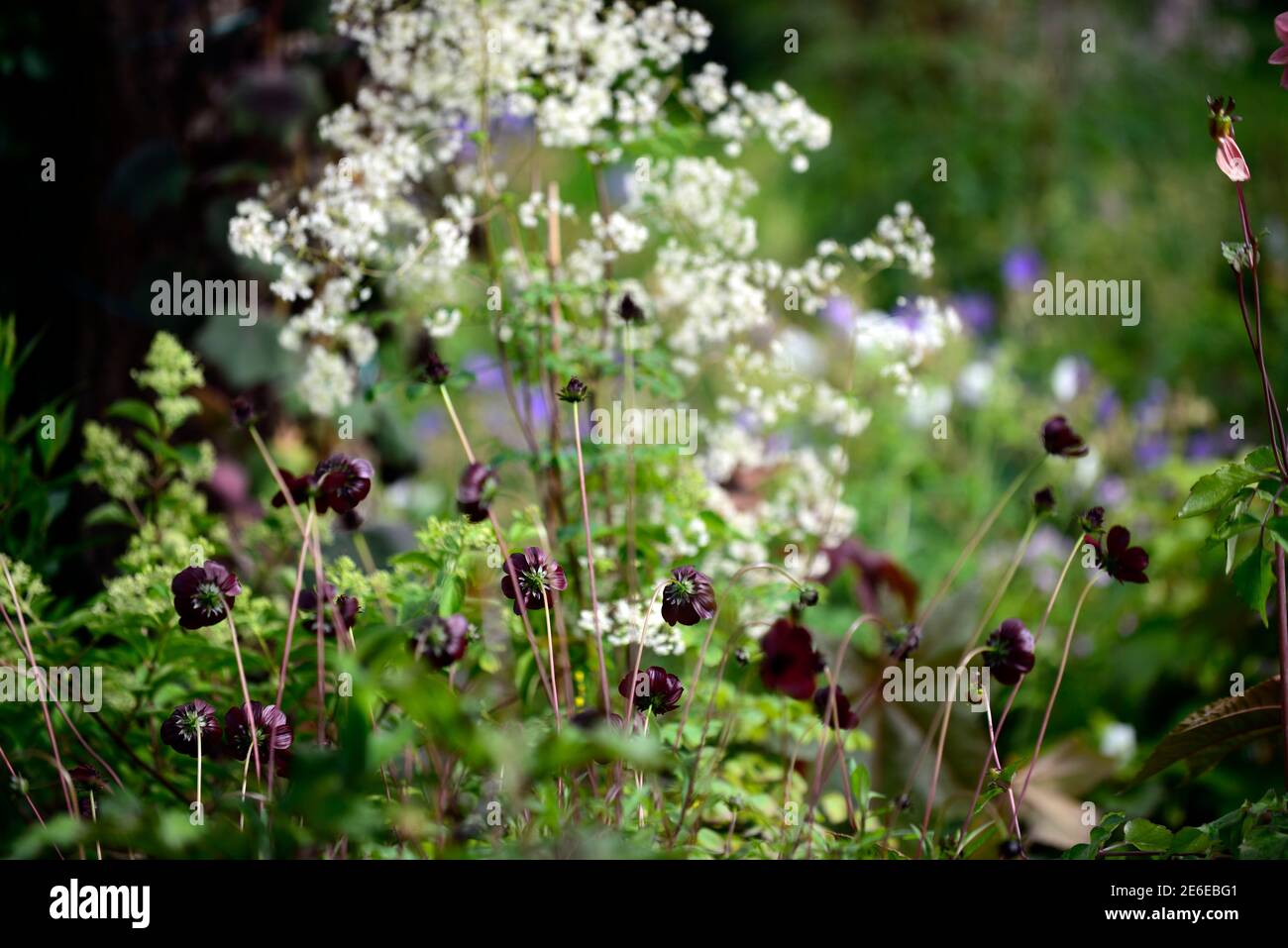 Thalictrum delavayi splendide white hires stock photography and images