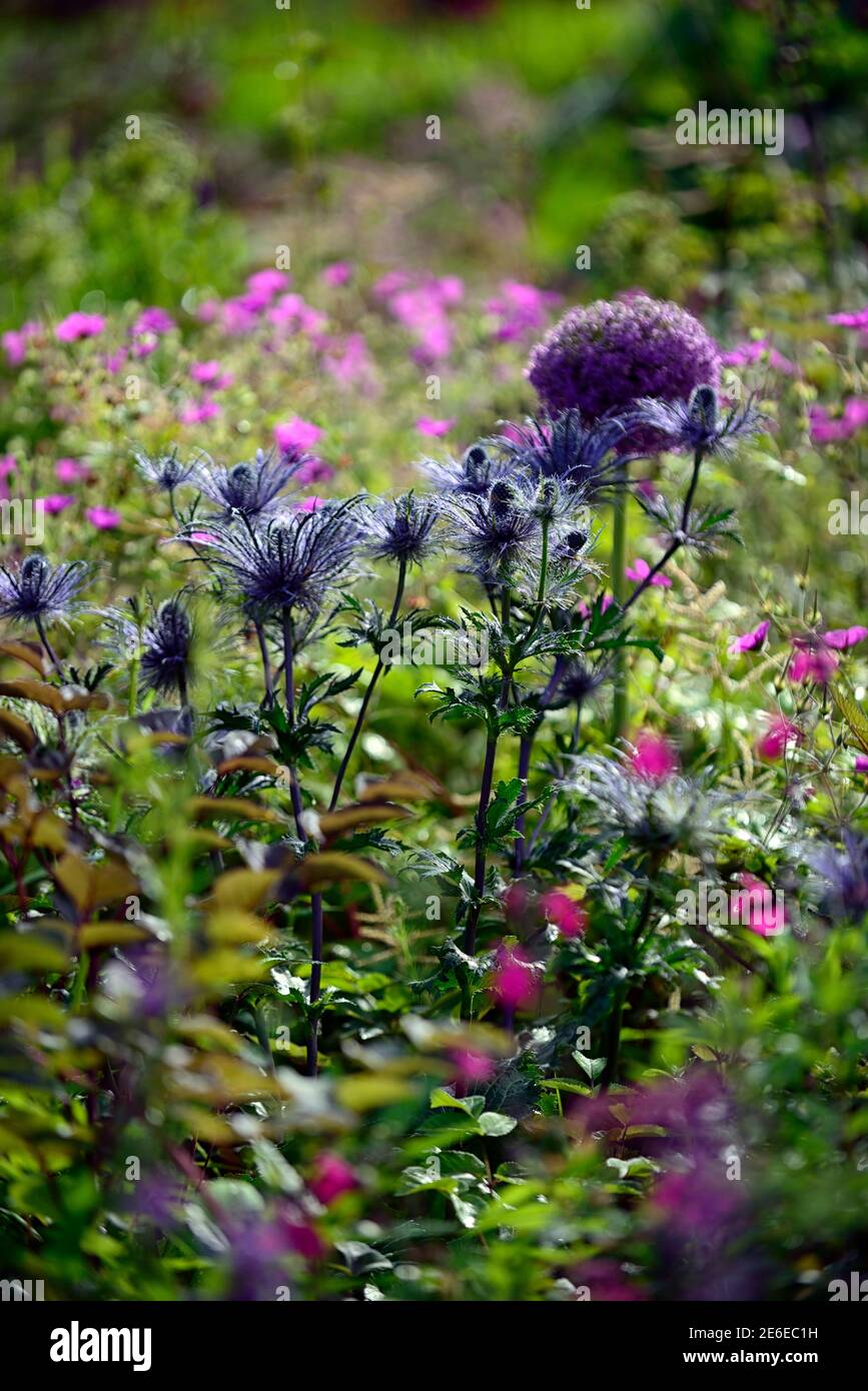 Eryngium alpinum Blue Star,alpine eryngo Blue Star,Sea Holly,blue
