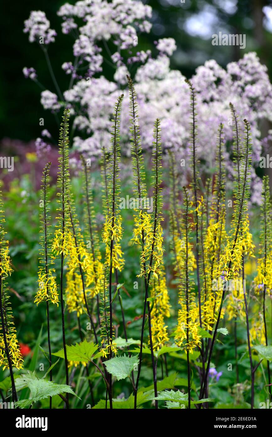 ligularia stenocephala The Rocket,yellow spires,yellow flower spikes,yellow flowers,perennials,garden,gardens,RM Floral Stock Photo