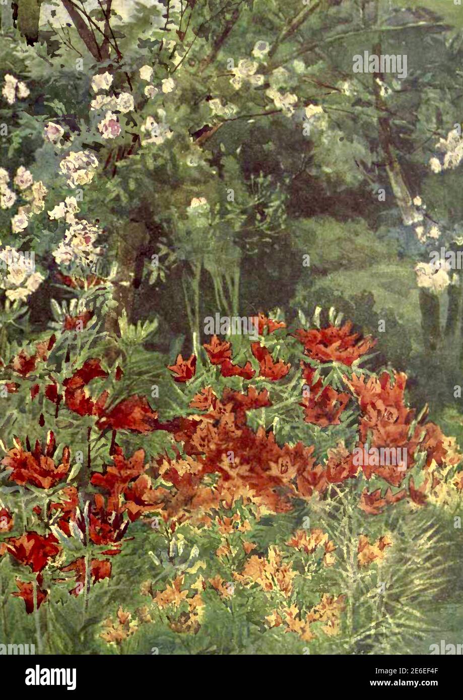 Margaret flower hires stock photography and images Alamy