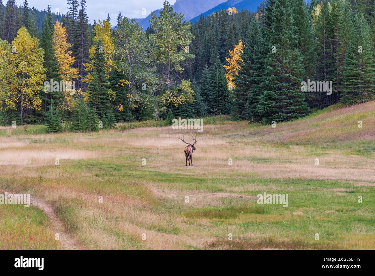 Wild bull elk resting alone in prairie at forest edge in autumn foliage ...